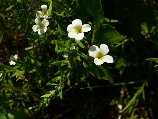 {Gratiola ramosa}